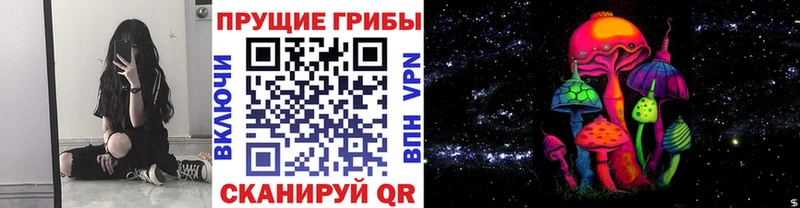 купить наркоту  Элиста  Псилоцибиновые грибы Cubensis 